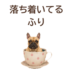 Honest Face French Bulldog