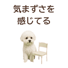 Honest Face Bichon Frise