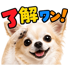 秒で返信♡ほんわかチワワ