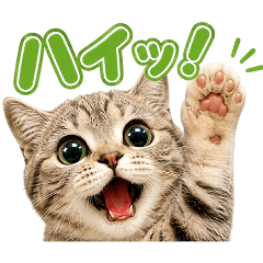 ドアップ♡可愛すぎる！ほんわかニャンコ