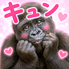 きゅんきゅんゴリラ