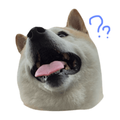 rabbits,dog