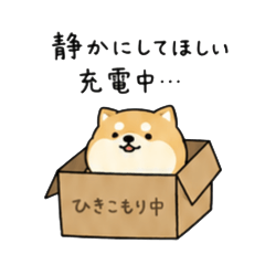 Everyday Chill Shiba