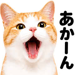 Kansai Dialect_Orange & White Tabby Cat