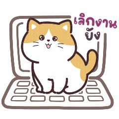 แมวน้อย "ซันนี่" ชวนแชทกัน