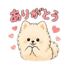 Pomeranian HAKU