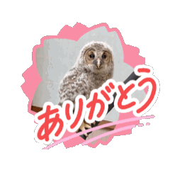xroyex_20260722095450