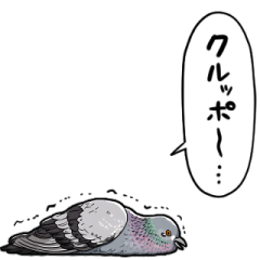 無気力鳩
