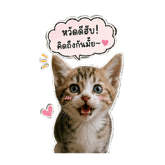 เจ้าแมวน้อยยยยยยย