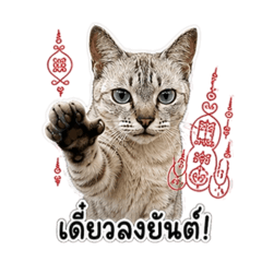 น้องหงอกจอมวีน!