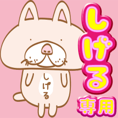Shigeru only/Middle-aged male cat