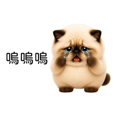 Chubby Blue Eyed Cat(TWN)