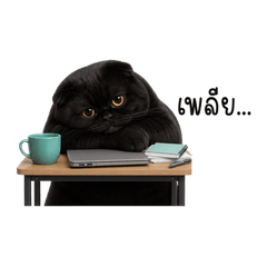 Nori Chubby Black Fold Workday