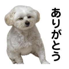 momo_20260722204110