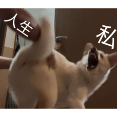 メンチ⑤