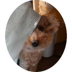 English Poodle Cute Sticker Choco 9