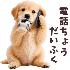 ゴールデンレトリバー子犬★ダジャレ返信♪