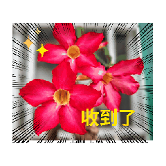 可以得到了