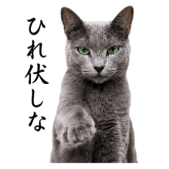 Bossy Russian Blue