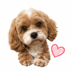 Cute Cavapoo Sticker