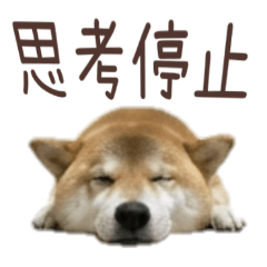 Pessimistic Shiba Inu