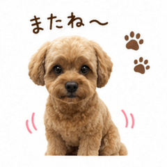 Everyday Cavapoo Stickers