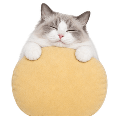 Lumi Ragdoll Workday (No text)