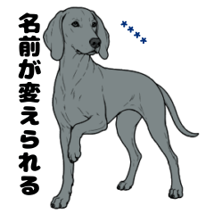 名前入りワイマラナーシルバーショート