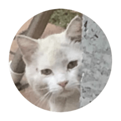 cat cat cat cat cat caaaat