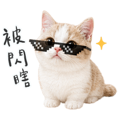 QQQQQQQQQQQQcream cat2