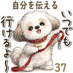 3D Shih tzu  (Conveying who you are)37