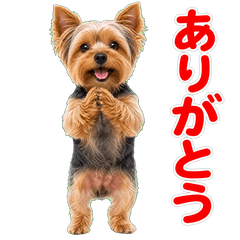 For Yorkie Lovers