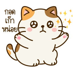 แมวสามสี อ้วน น่ารัก