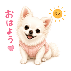 Chihuahua Momo-chan