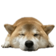 [No text]Pessimistic Shiba Inu
