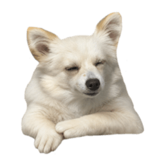 Anjing lucu punyaku