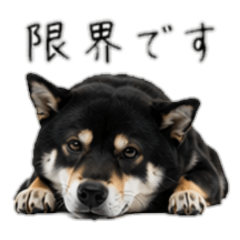 Pessimistic Black Shiba Inu