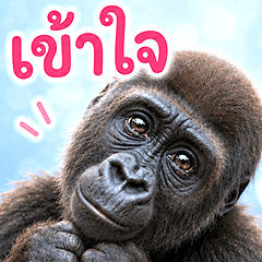 คำคมน่ารักๆ เกี่ยวกับกอริลลา