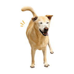 BiboBibo波