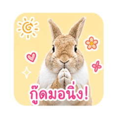 Momo rabbit_20260514233646