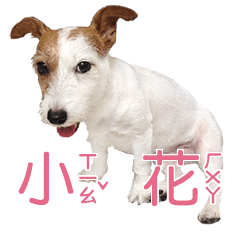Fafababy ver.2 (Jack Russell Terrier)