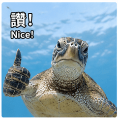 海龜日常 真實聊天反應貼圖