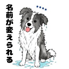 名前入りボーダーコリーブルーマール②