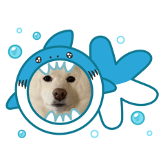 White Shiba in summer time