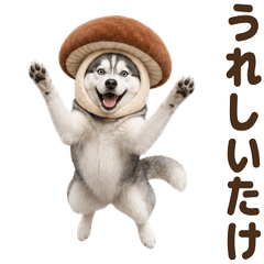 ダジャレ！ シベリアンハスキー