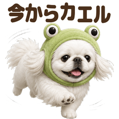 ダジャレ！ ペキニーズ