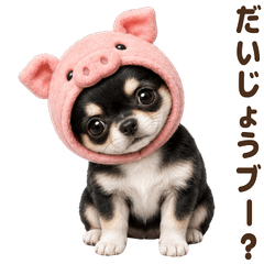 ダジャレ！ チワワ 黒