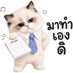 Siamese cat working day 4_28