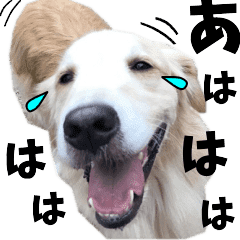 動く ゴールデンレトリバーのカリブ君 Line スタンプ Line Store 動く ゴールデンレトリバーのカリブ君 Line スタンプ Line Store
