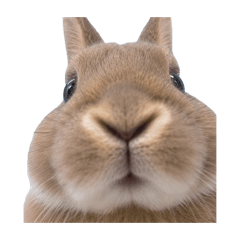 usagi_20260724104710